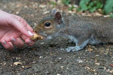 Hand feeds a squirrel in a park Stock Photos