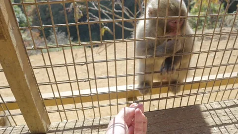 Hand feeds young monkey Stock Footage 232802747