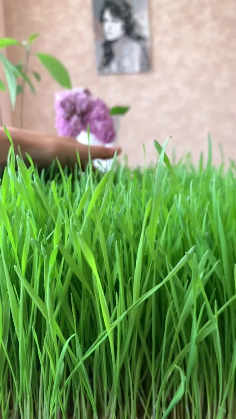 Hand feeling across a carpet of lush spring grass wheat.  Stock Footage 293725075