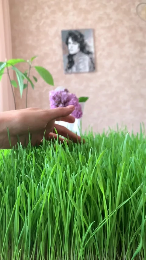 Hand feeling across a carpet of lush spring grass wheat. Stock Footage 293725619