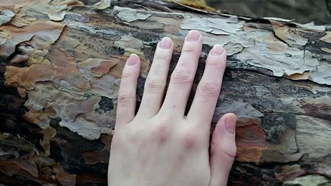 Hand Feeling Tree Textures Stock Footage 170725012