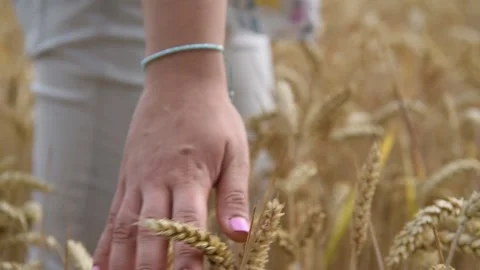 Hand in the field with wheat, hand hold over the spikelets. Stock Footage 143969132