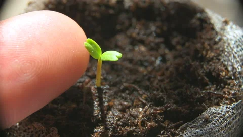 Hand finger touching small sugar snap pea seedling in peat pellet with dirt Stock Footage 144903411