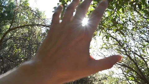 Hand fingers in front of the sun of spring nature leaves Stock Footage 120361433