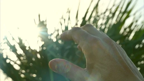 Hand fingers in front of the sun of spring nature leaves Stock Footage 121691253