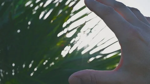 Hand fingers in front of the sun of spring nature leaves Stock Footage 121691293