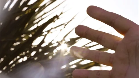 Hand fingers in front of the sun of spring nature leaves Stock Footage 121691447