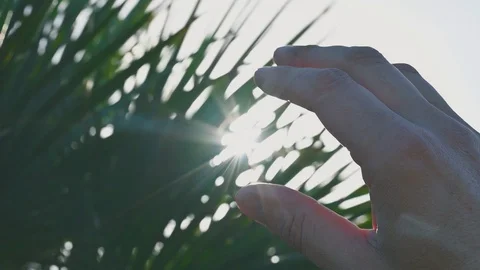 Hand fingers in front of the sun of spring nature leaves Stock Footage 121691533