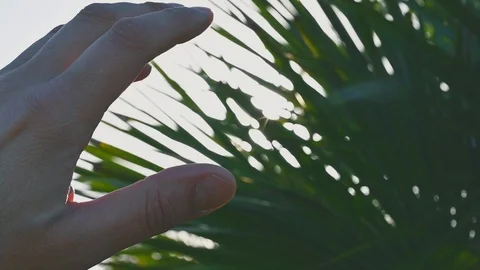 Hand fingers in front of the sun of spring nature leaves Stock Footage 121691735