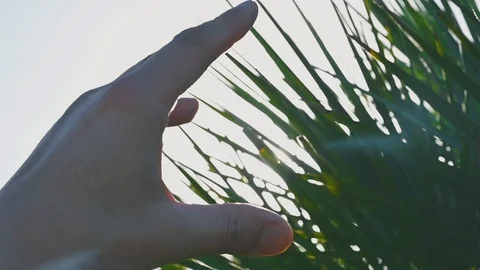 Hand fingers in front of the sun of spring nature leaves Stock Footage 121691860