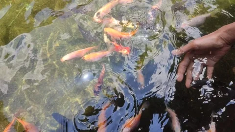 Hand fish Stock Footage 303207829
