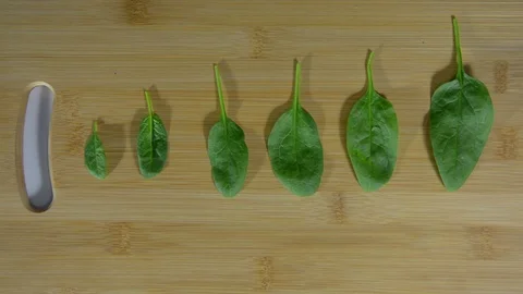 Hand flips a spinach leaf laid out in a row on a wooden table Stock Footage 122908677