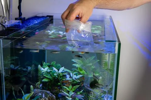 Hand floating plastic bag to acclimatize new fish in home aquarium Fotos Stock