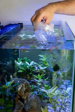 Hand floating plastic bag to acclimatize new fish in home aquarium Fotos Stock