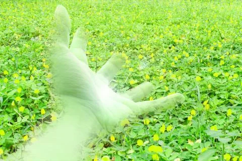 Hand on the flower field Stock Photos