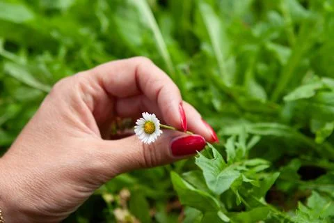 Hand with a flower Stock Photos