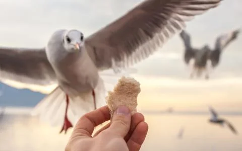 Hand with food for the gulls Stock Photos