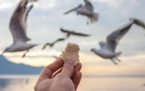 Hand with food for the gulls Stock-Fotos