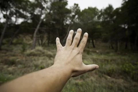 Hand in forest Stock Photos