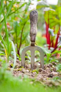 Hand fork in vegeteable patch Stock Photos