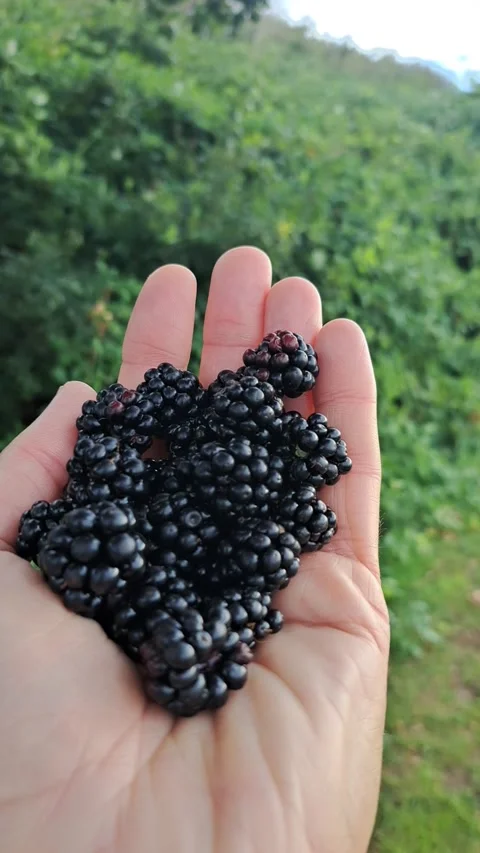 Hand with fresh blackberries Stock Footage 316313598