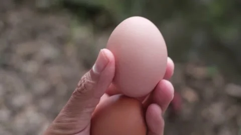 Hand fresh eggs just collected from free range chickens Vidéo 236320089