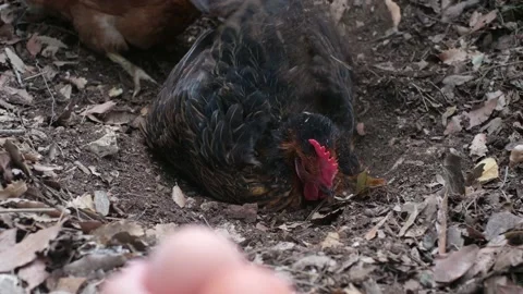 Hand fresh eggs just collected from free range chickens Stock Footage 236320109