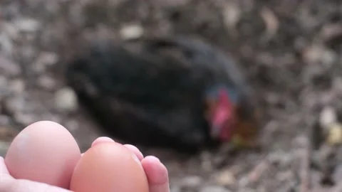 Hand fresh eggs just collected from free range chickens Stock Footage 236320110