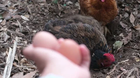 Hand fresh eggs just collected from free range chickens Stock Footage 236320123