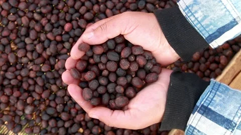 Hand full of dried cherries of coffee in Honduras. Stock Footage 136853042