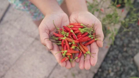 Hand full of fresh picked red and orange Thai chili peppers, home herb garden. Stock Footage 133826784