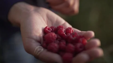 Hand full of fresh raspberry 스톡 동영상 136918947