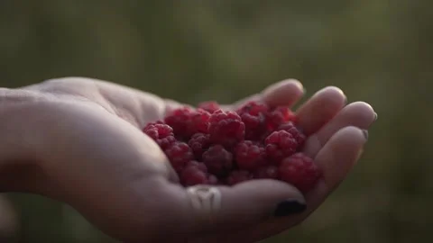 Hand full of fresh raspberry Stock Footage 136918966