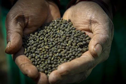 Hand full of grains Stock Photos