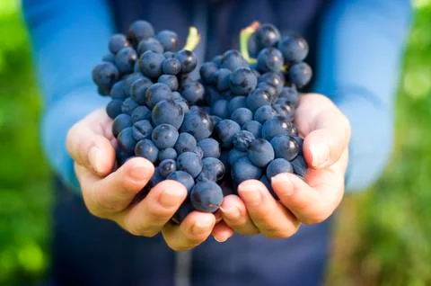 Hand full of red grapes Stock Photos