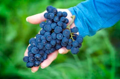 Hand full of red grapes Stock Photos