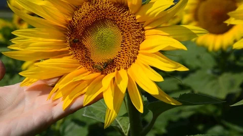 Hand full of sunflower Stock Footage 94327233