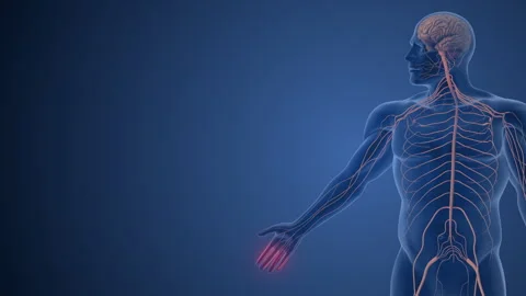 Hand Functions Governed by Somatic Nervous System Stock-Footage 294879962