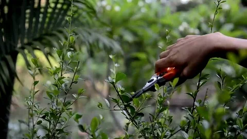 Hand of Gardener pruning trees with pruning shears. Stock Footage 129952256