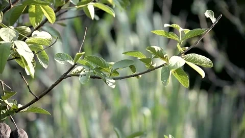Hand of Gardener pruning trees with pruning shears. Stock Footage 130454545