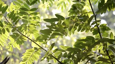 Hand of Gardener pruning trees with pruning shears. Stock Footage 130454546