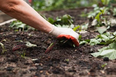 A hand with a gardening glove pulls weeds from the soil in a vegetable garden. Stock Photos