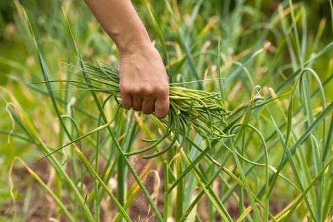 Hand with garlic scapes Stock Photos