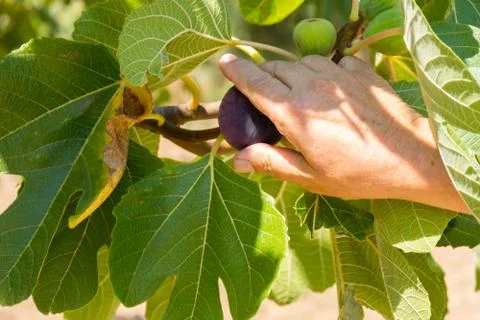 Hand Gathering Fig from Fig Tree on Blur Background Stock Photos