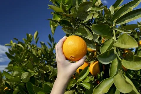 Hand gathering orange Stock Photos