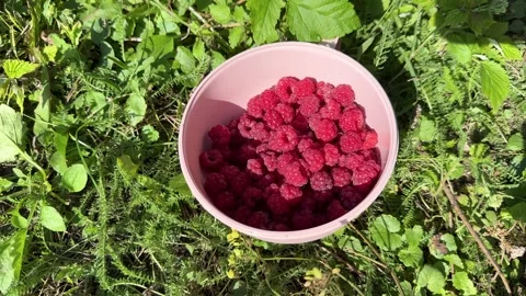 A Hand Gently Adding Freshly Picked, Ripe Red Raspberries into a Pink Bowl Stock Footage 318086761