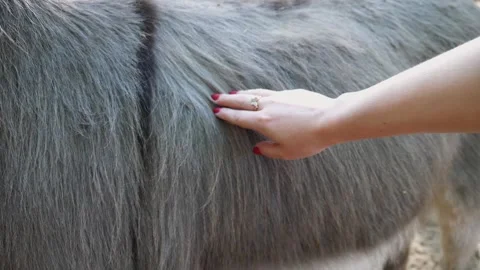 Hand gently brushing the soft, textured fur of a large animal Stock Footage 317550466