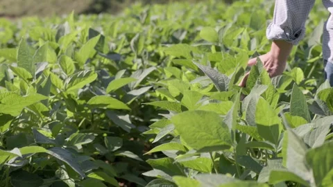 Hand gently brushing soybean leaves while walking through a field Stock Footage 344953797
