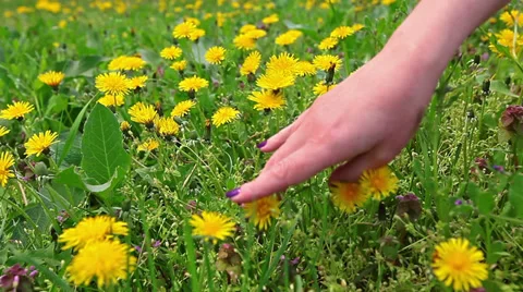 Hand gently caresses field flowers, dandelions Stock Footage 37541925