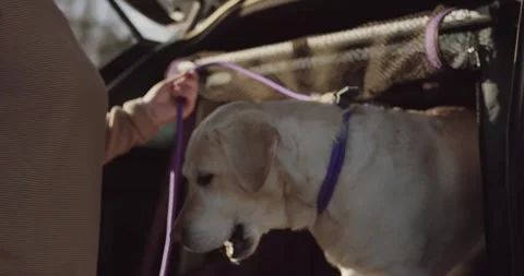 Hand Gently Cupping Muzzle of Yellow Labrador, Warm Sunlight, Close Up Shot 動画素材 341317134